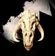 Mythosaurus Skull 1/12 scale 