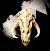 画像: Mythosaurus Skull 1/12 scale 