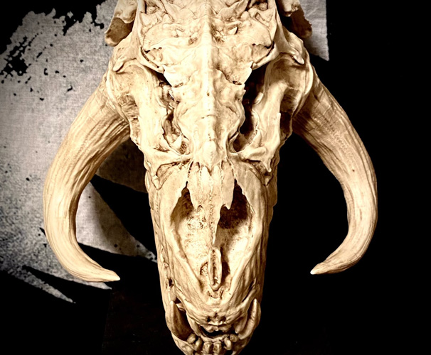 画像: Mythosaurus Skull 1/12 scale 